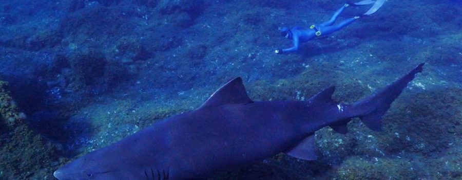 Catch of the Day – Smalltooth Sandtiger Shark